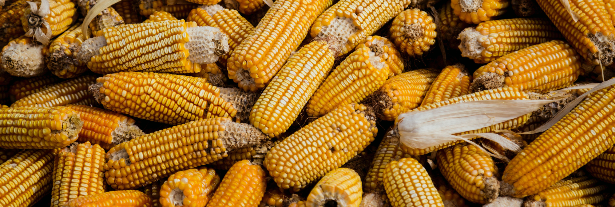 Subida de los precios de alimentos: motivos y predicciones